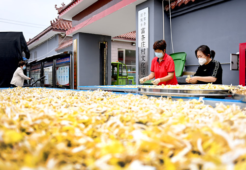 0017A驻村书记和村民在探讨榆黄菇的烘(4685636)-20240604090524