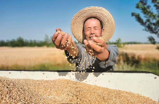 丰收在握 根基更稳