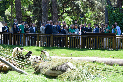 旅居西班牙的大熊猫“金喜”和“茱萸”与公(4677714)-20240719092837 旅居西班牙的大熊猫“金喜”和“茱萸”与公(4677714)-20240719092837