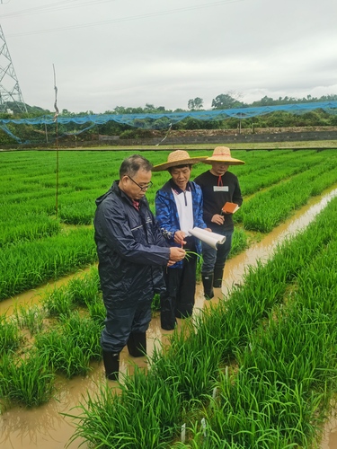黄显良(左一)正在农田里调研农作物生长情(5194537)-20240821073018 黄显良(左一)正在农田里调研农作物生长情(5194537)-20240821073018