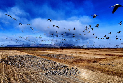  铸牢共同体 中华一家亲丨塞上江南谱新篇