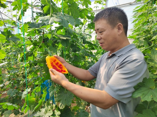 （1011）王国强：“菜园子”结出“致富(5485857)-20241011151033