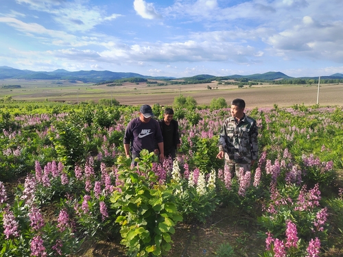 (1127)于洪利:科技兴农助力多 树成(5786388)-20241127105218 (1127)于洪利:科技兴农助力多 树成(5786388)-20241127105218