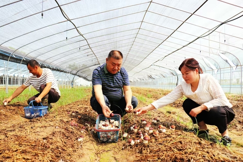 (1127)刘义来:林下“掘金”让村民致(5786214)-20241127105224 (1127)刘义来:林下“掘金”让村民致(5786214)-20241127105224