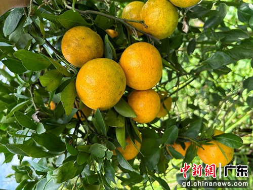 0bf7fbe815d14208808c4f702f476eed 0bf7fbe815d14208808c4f702f476eed