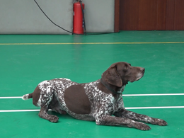 新春走基层丨警营“汪汪队”春节怎么过？