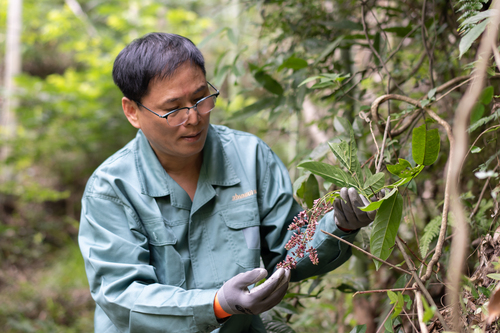 4.姚国祥再寻四明山野生石斛踪迹
