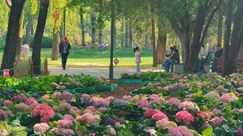 北京日坛公园现实版“莫奈花园”