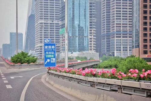 ▲5月5日，东三环国贸桥，桥体护栏上悬挂着长方形花箱，粉色月季在微风中摇曳生姿。新京报记者 薛珺 摄