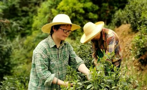 (6.9倒头条)俞娟:黄山深处茶香馥(分(7407201)-20250611085822 (6.9倒头条)俞娟:黄山深处茶香馥(分(7407201)-20250611085822