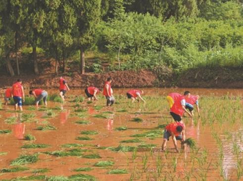 助农插秧促生产