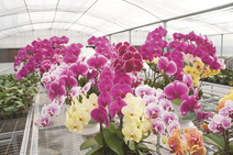 让“生态颜值”转化为“经济价值”