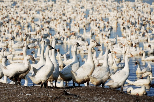 大鹅唱响致富歌%28分离图%29(7772047)-20250722081417 大鹅唱响致富歌%28分离图%29(7772047)-20250722081417