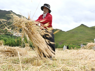 秋日高原好“丰”景