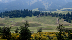 新疆伊犁：那拉提风景区草原由绿转黄