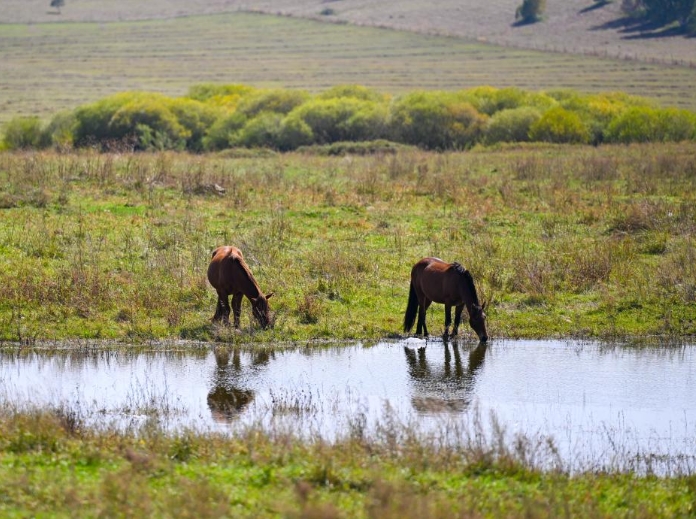 初秋的乌兰布统草原