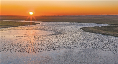 10月14日，候鸟在黑龙江挠力河国家级自然?；で诰奂?（新华社发）