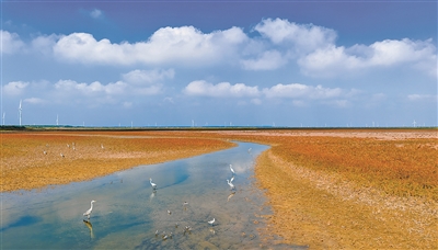 候鸟在江苏东台条子泥湿地栖息、觅食