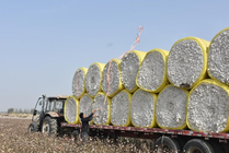 新疆：棉海丰收忙