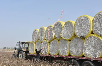 新疆：棉海丰收忙