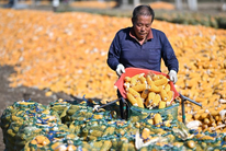 天津：秋收时节农事忙