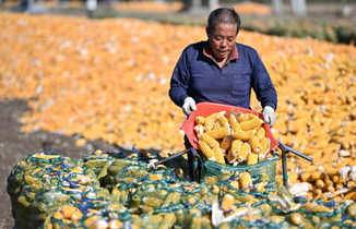 天津：秋收时节农事忙