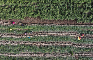 河北丰南：生姜收获忙