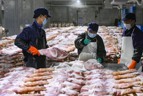 浙江金华：火腿腌制进入忙碌季节