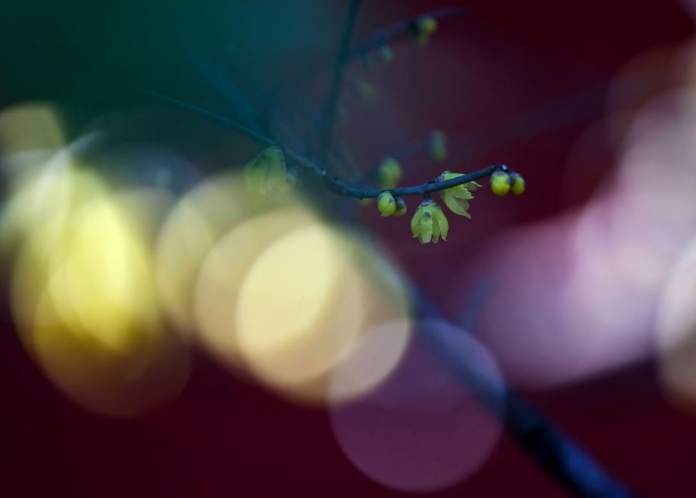 京西卧佛寺：腊梅凌寒开