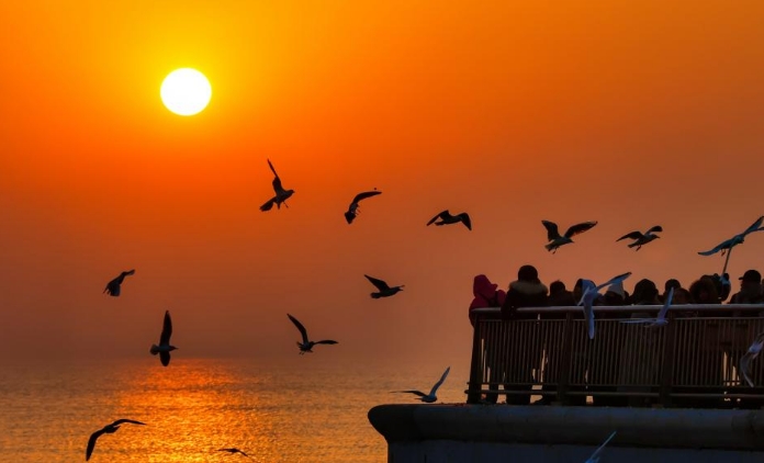 天津：候鸟翔集津门