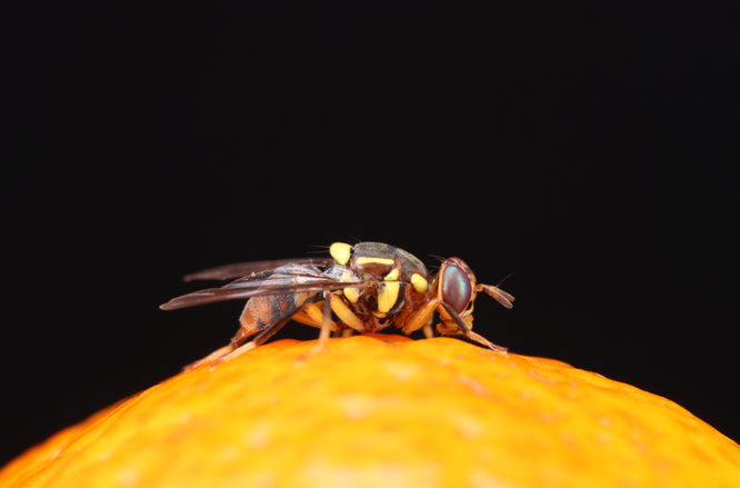 “果蔬杀手”橘小实蝇最完整基因组图谱发布