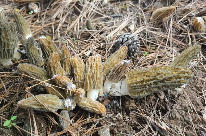 蘑菇种植遇真菌“捣蛋鬼”？科学防控有“招数”