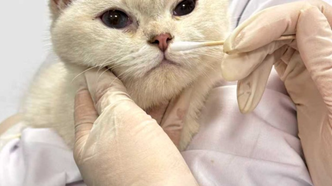 猫星人“隐形过敏原”现形！国产“007”捕捉致敏元凶