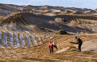 甘肃阿克塞：雪后忙治沙