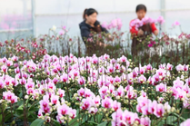 新年将至 鲜花经济迎“绽放”