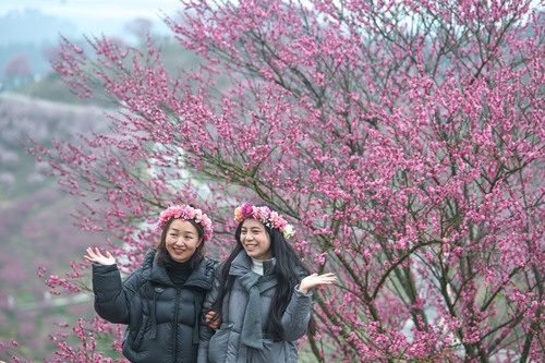 贵州梅园开园迎客（3）(9250836)-20260130093328