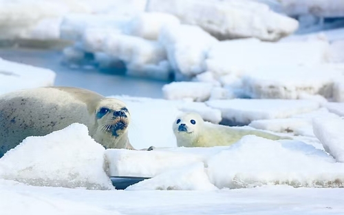 辽宁大连斑海豹国际重要湿地(9311717)-20260206091425