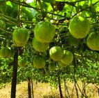 带回“村超”果实