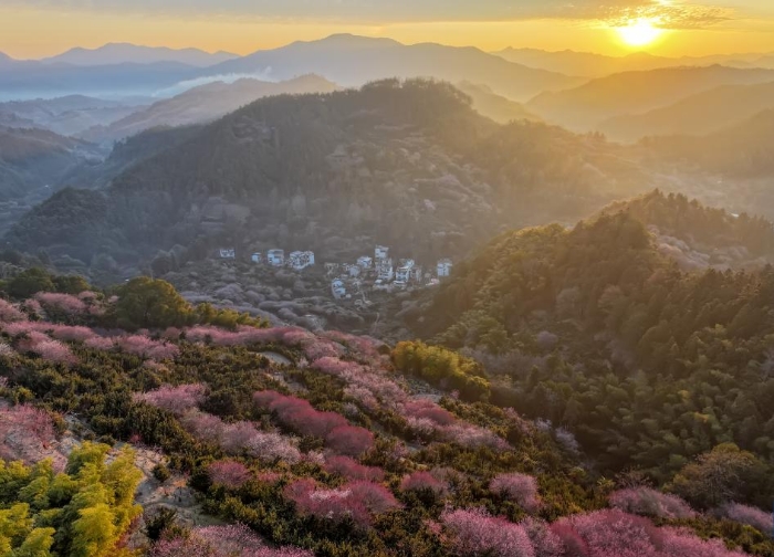 安徽黄山：卖花渔村梅花开