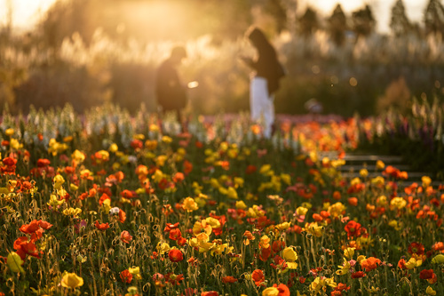 新春走基层_“春城”赏花正当时 多彩“颜(9359071)-20260213091938