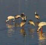 在中国最大淡水湖守护候鸟“春运”