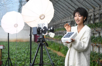 北京平谷：蓝莓采收正当时