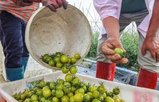 海南定安：圣女果产业提质升级