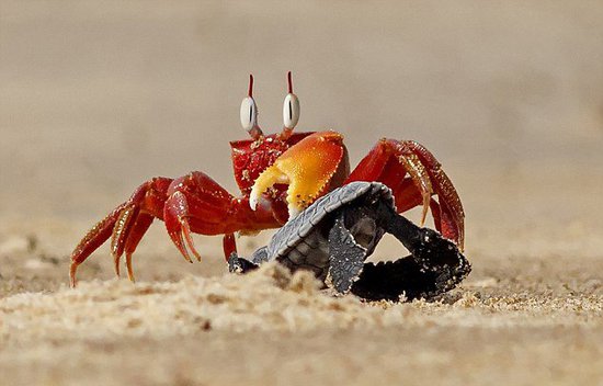 沙蟹欺负小海龟。