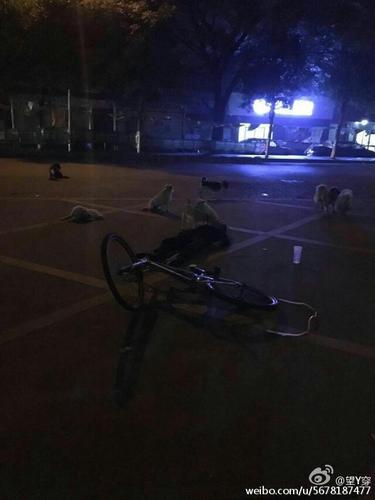 据了解，这位老奶奶是捡废品为生，收养了七八只流浪狗，现在这些流浪狗都不舍得走。