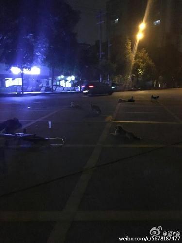 流浪狗围在老奶奶身边，都不舍得走。