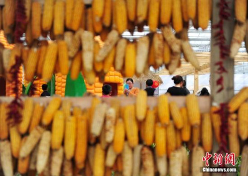 资料图。<a target='_blank' href='http://www.chinanews.com/'>中新社</a>记者 翟羽佳 摄