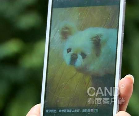 成都一司机不慎碾死小狗 称被逼套狗链给狗下跪